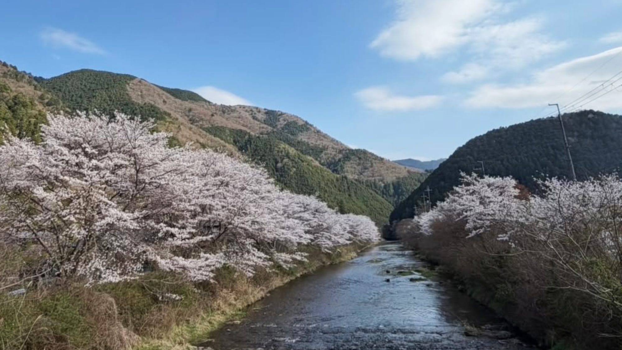 *【桜シーズンの大原】３月中旬～４月上旬