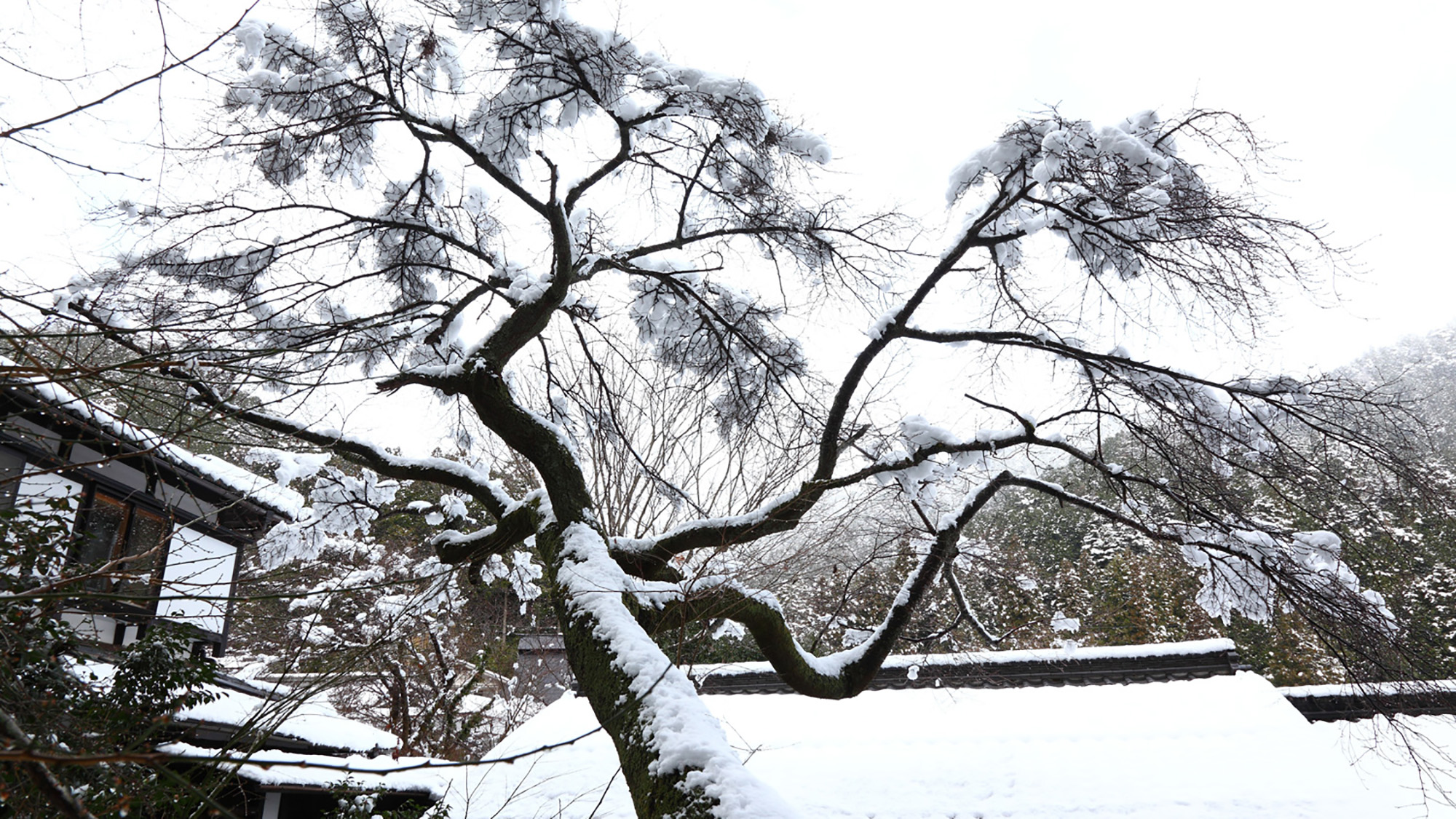 *【冬の中庭】雪景色を望む
