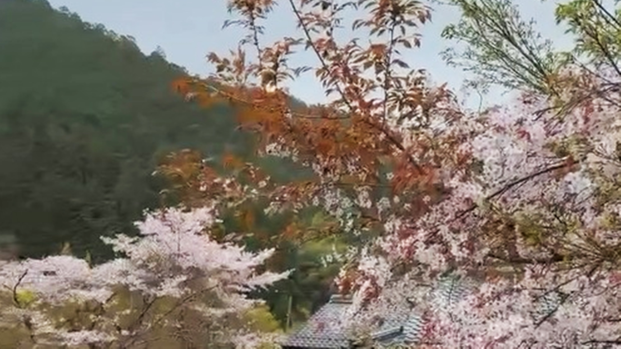 *お部屋からの桜の時期の景色(一例)