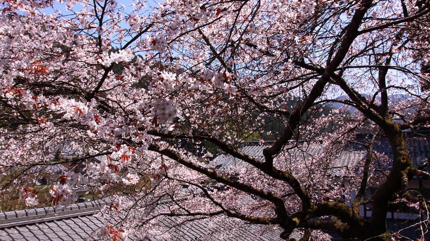 *【春の中庭】中庭の桜を望む