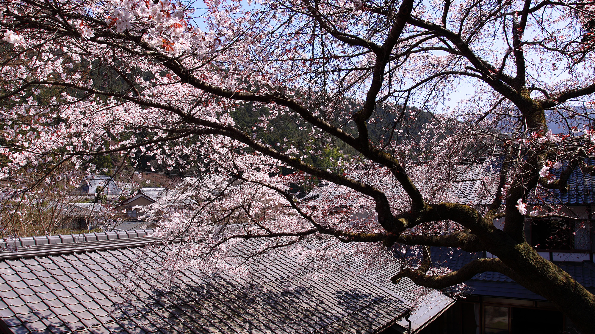 *【中庭】中庭には桜の木も植わっております。