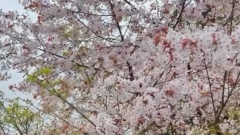 *お部屋からの桜の時期の景色(一例)