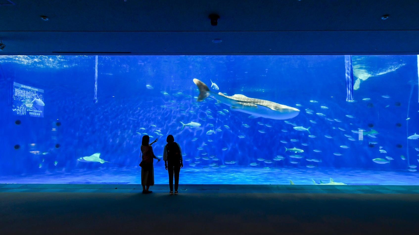 【観光】いおワールドかごしま水族館