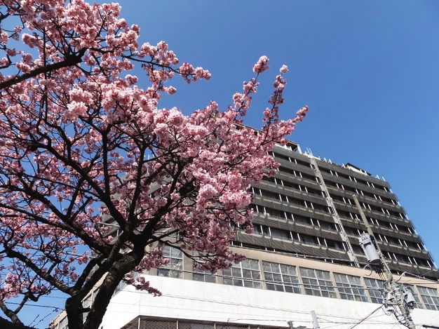 〜熱海の早春〜「桜まつり」「梅まつり」観光スポットご紹介！お1泊2食バイキング（飲み放題付）