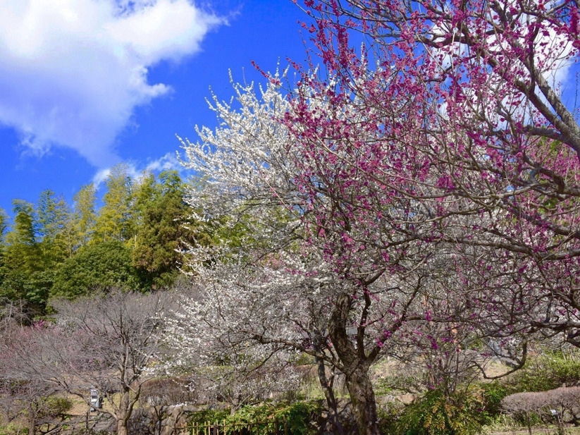 〜熱海の早春〜「桜まつり」「梅まつり」観光スポットご紹介！お1泊2食バイキング（飲み放題付）