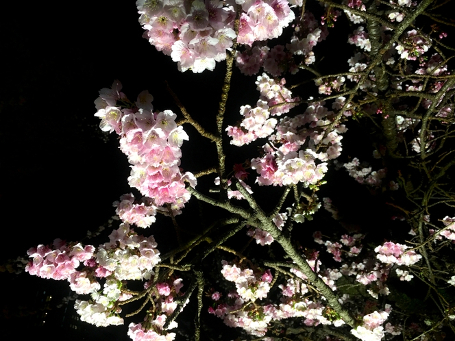 【冬～春】あたみ桜