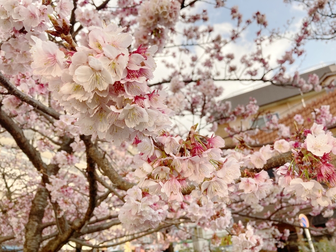 【冬～春】あたみ桜