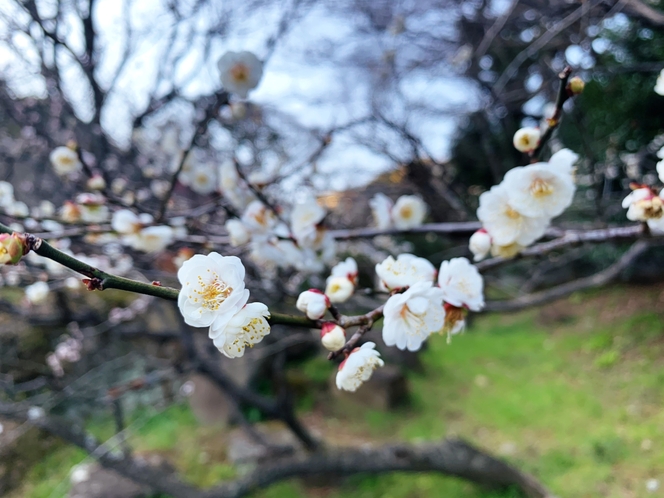 【冬～春】熱海梅園 梅