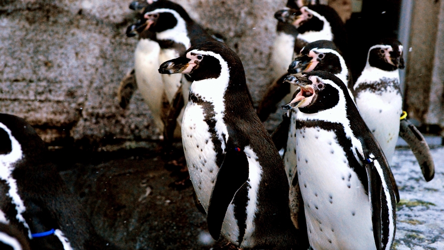 ■周辺観光(旭山動物園)＿入園券付プランでオトクに楽しもう♪    