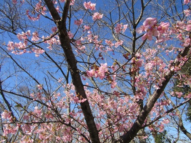 河津桜