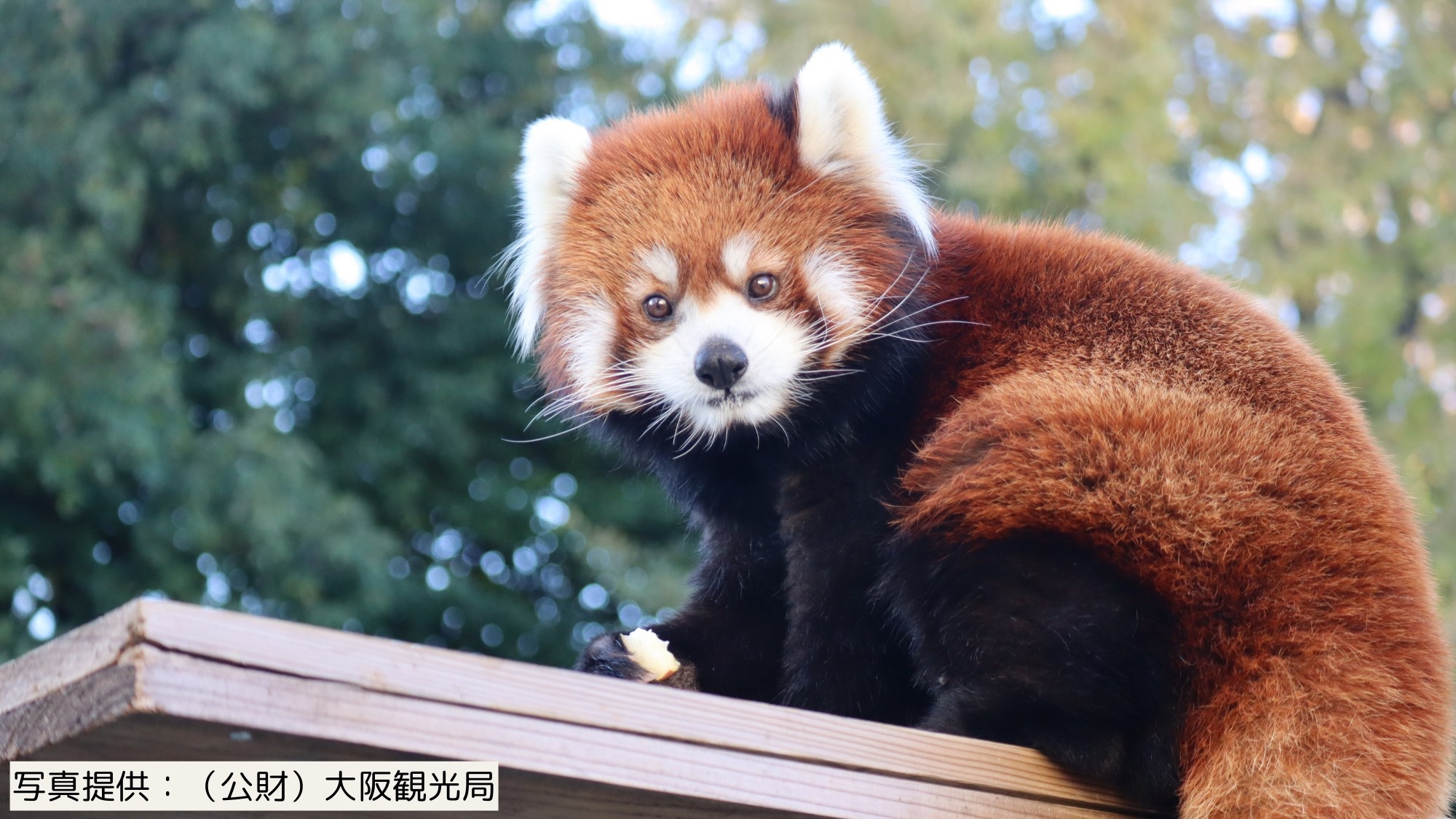 【ファミリーにおすすめ】小学生以下20％OFF！1泊3食飲み放題＆天王寺動物園の入園引換券付き！
