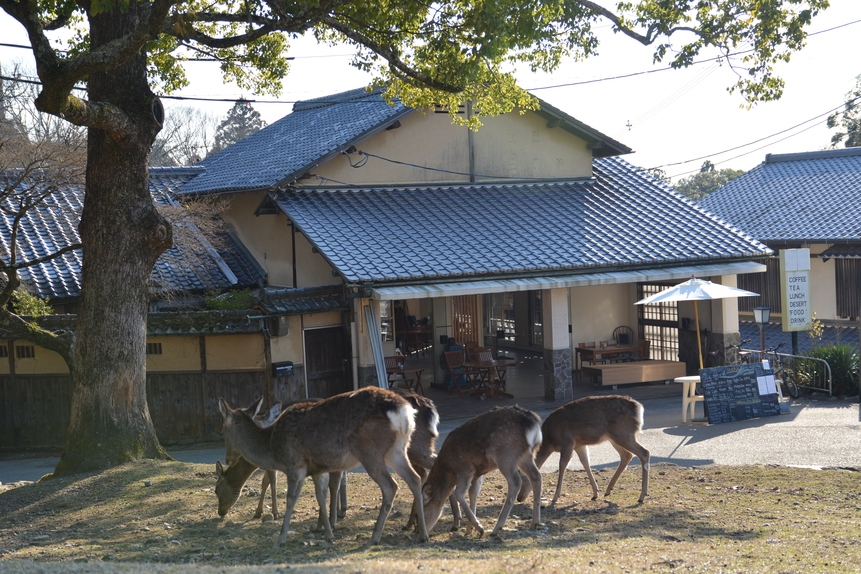 2連泊以上限定予約！奈良公園でゆっくり過ごそう！