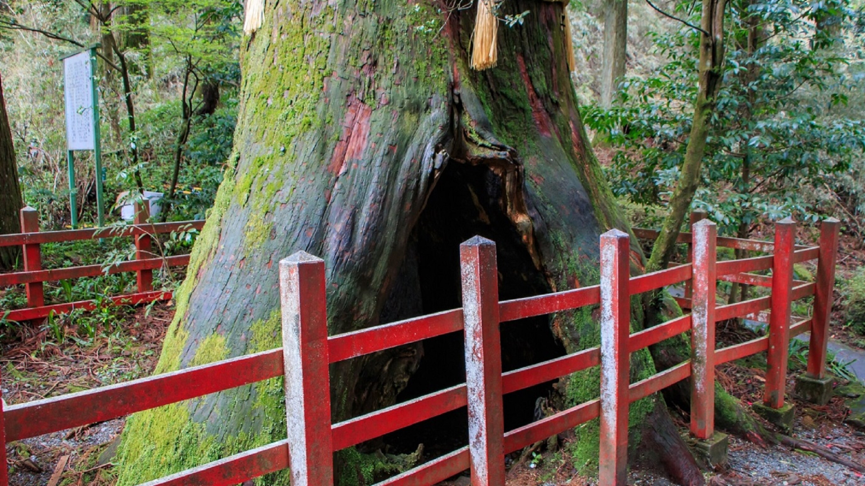【箱根神社】安産祈願に多くの人が訪れる安産杉