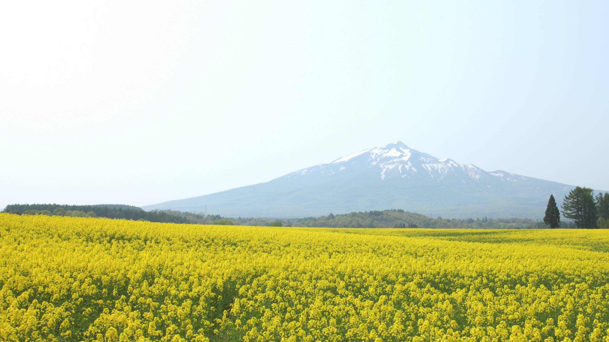 岩木山麗　菜の花畑