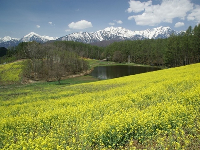 【中山高原の菜の花】お車で90分