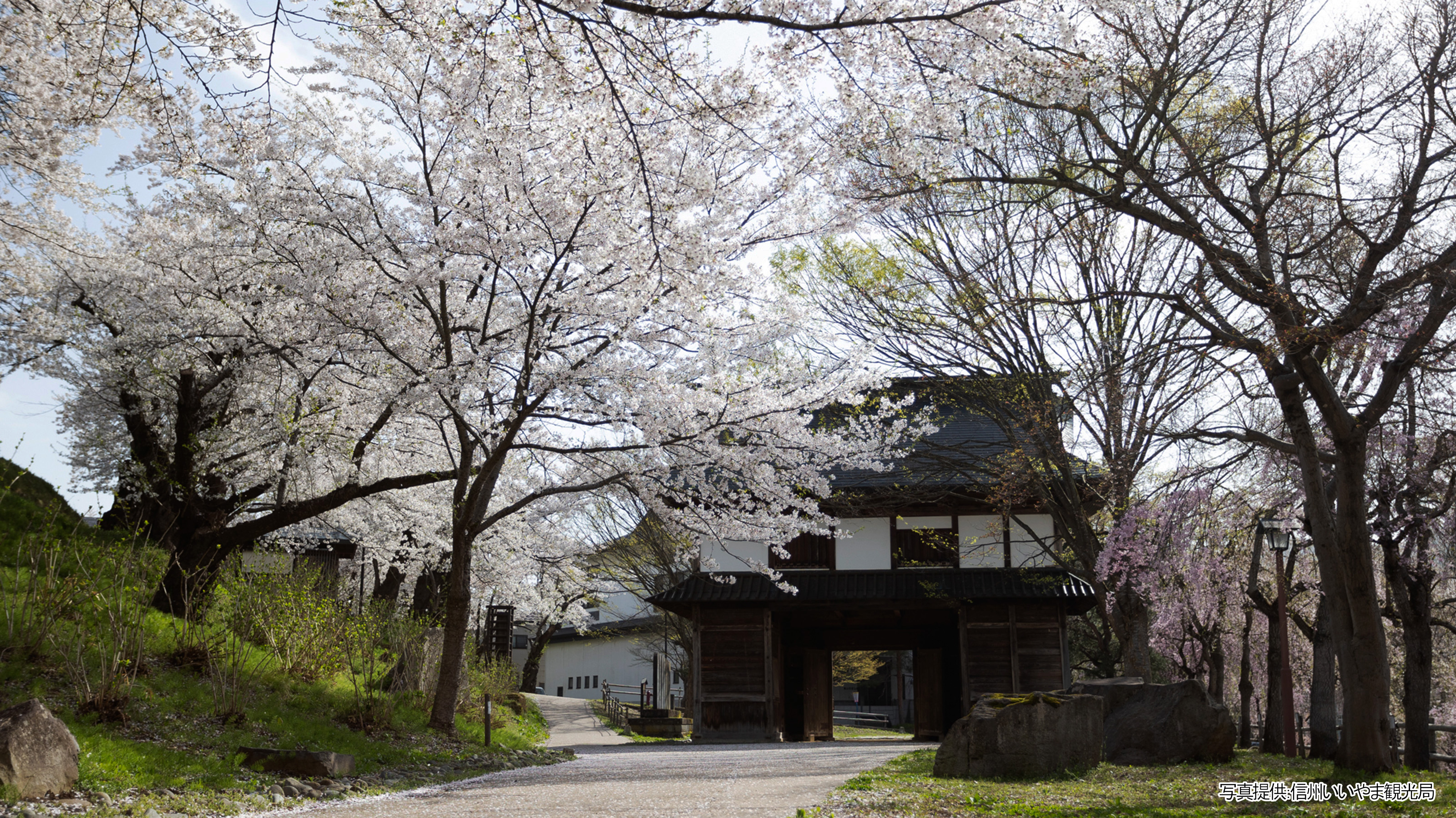 飯山城址公園桜