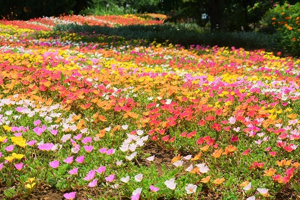 伊豆高原　海の見えるオーベルジュ　パルテール - 写真 208