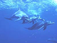 伊豆高原　海の見えるオーベルジュ　パルテール - 写真 204