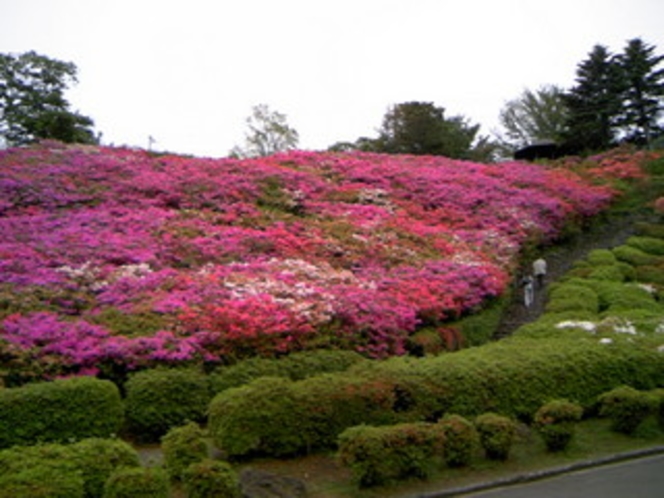 小室山公園　つつじ