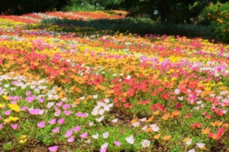 伊豆式の花公園　夏　ポーチュラカ