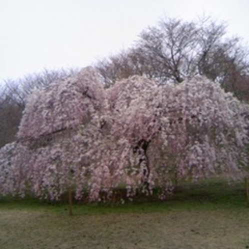 ■枝垂桜　さくらの里