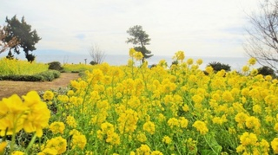 伊豆四季の花公園　菜の花