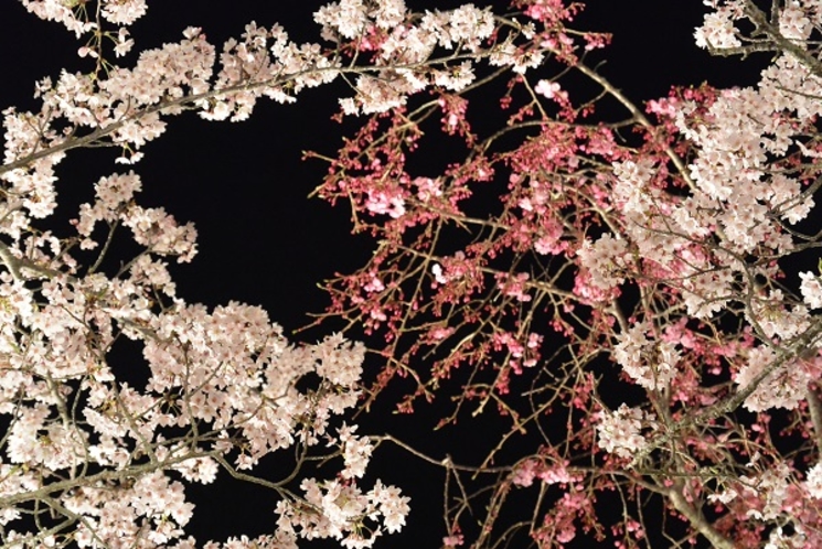 夜桜　さくらの里ライトアップ