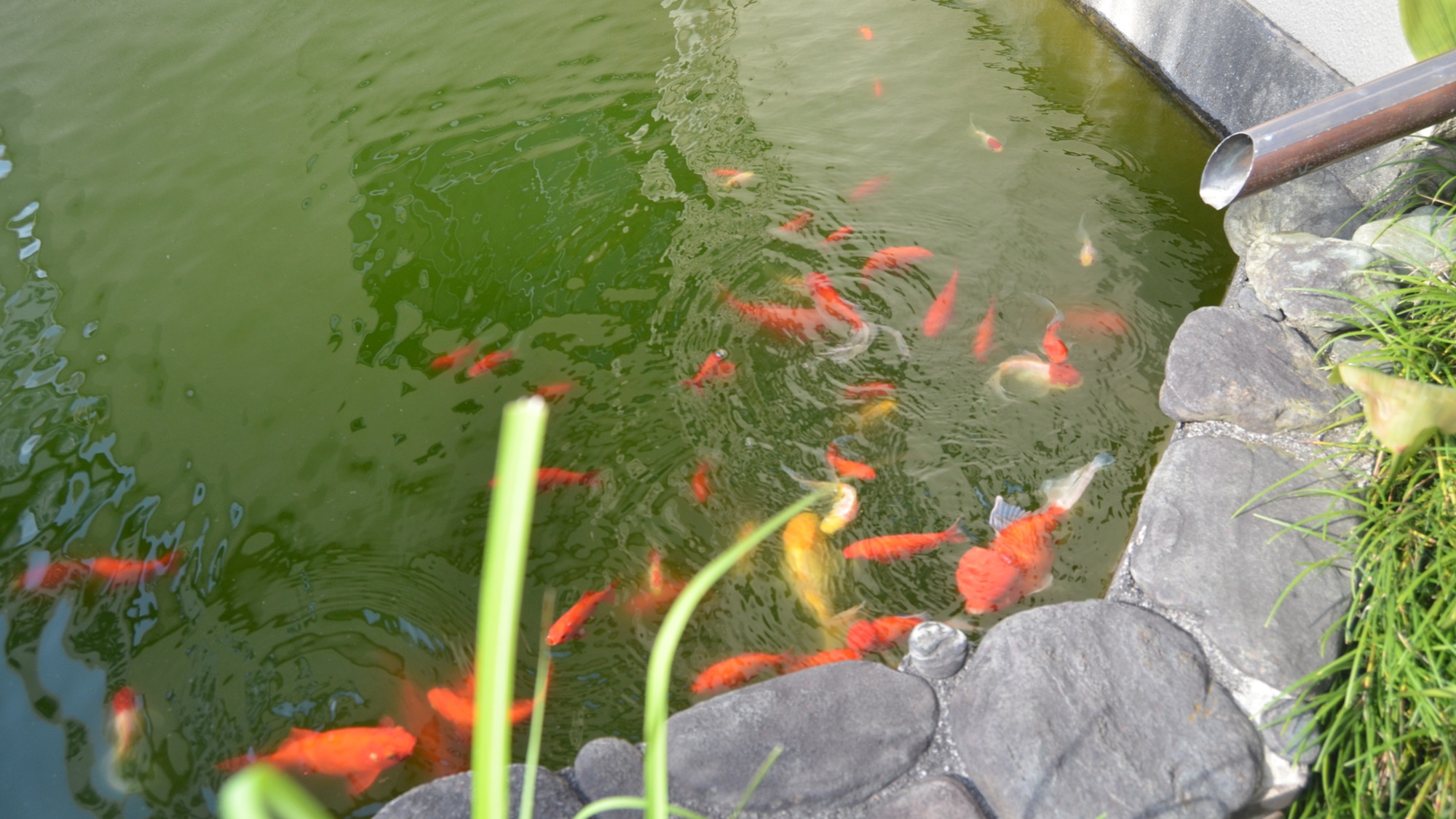 *【館内】きれいな水の中で多くの鯉が優雅に泳いでおります。