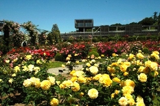 花フェスタ記念公園