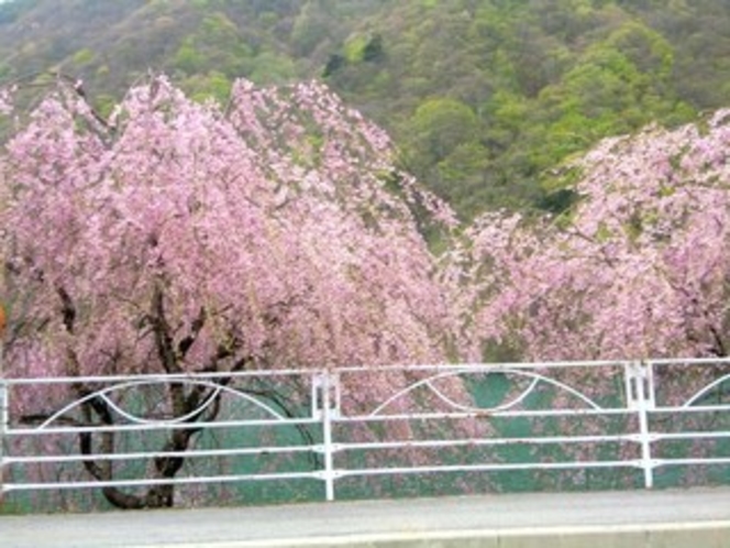 広瀬湖畔の桜