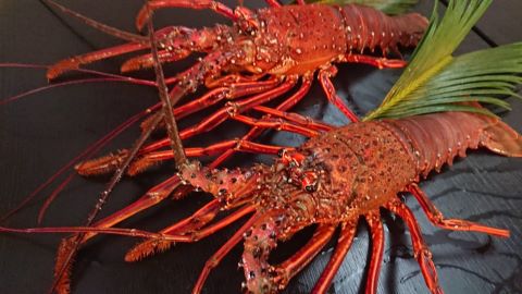 海の御馳走ぷらん☆　蒸し蟹と夏は伊勢海老・冬は天然虎河豚てっさ