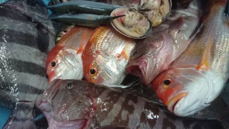 伊良湖の地魚たち