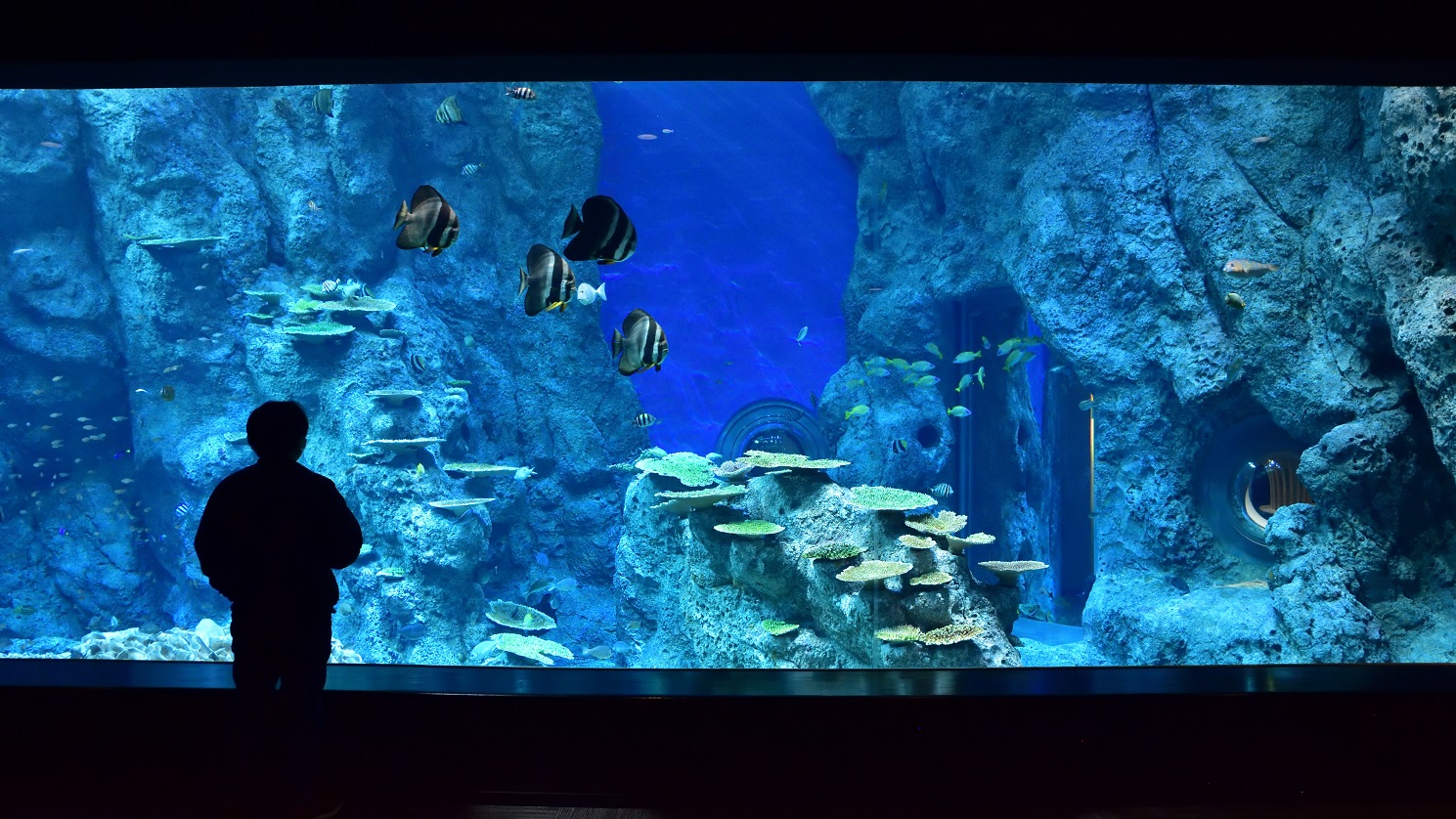 美しい魚たちを見る事が出来ます。　足摺海洋館SATOUMI