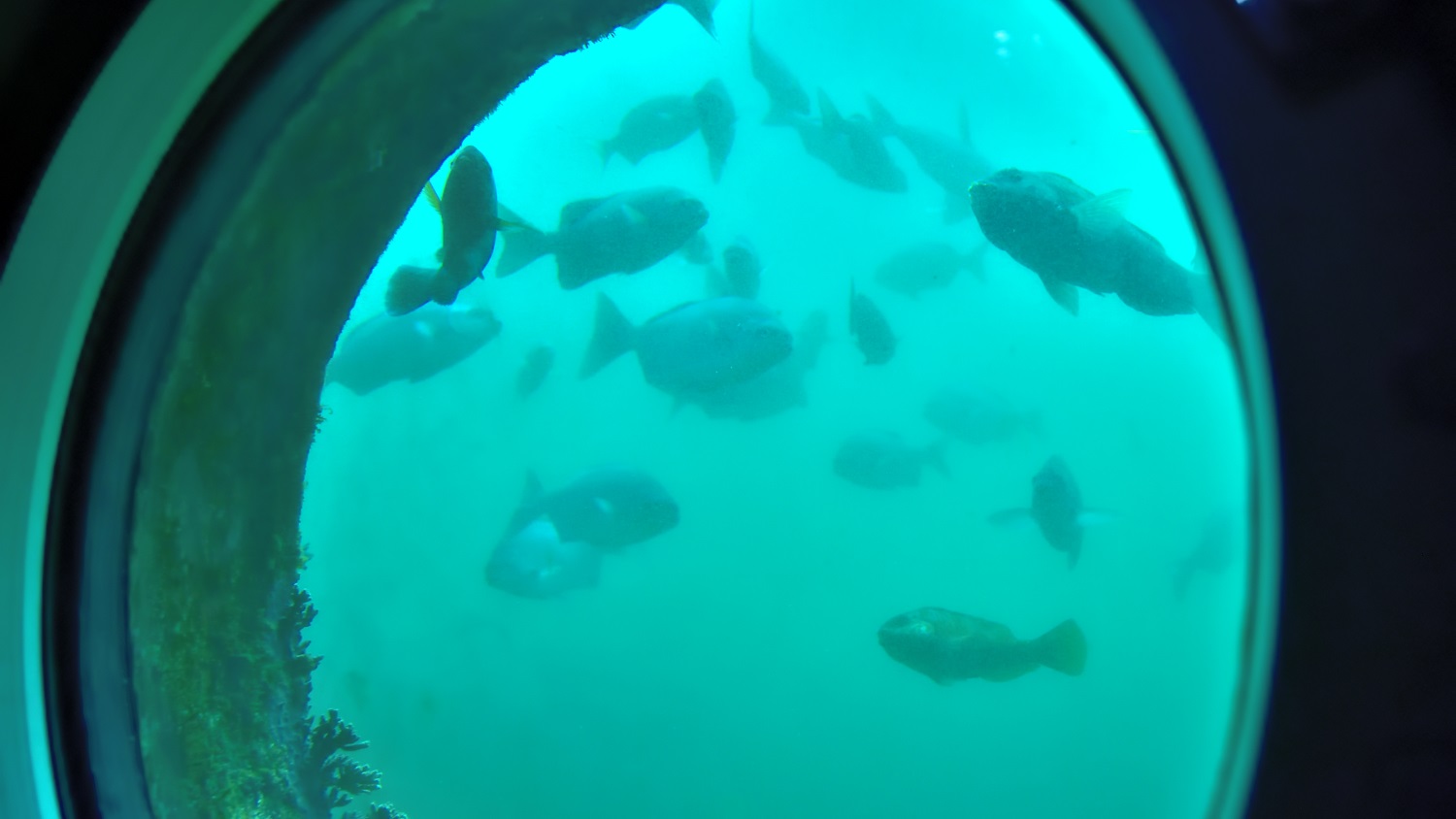 ここに住むたくさんの魚たち　足摺海底館