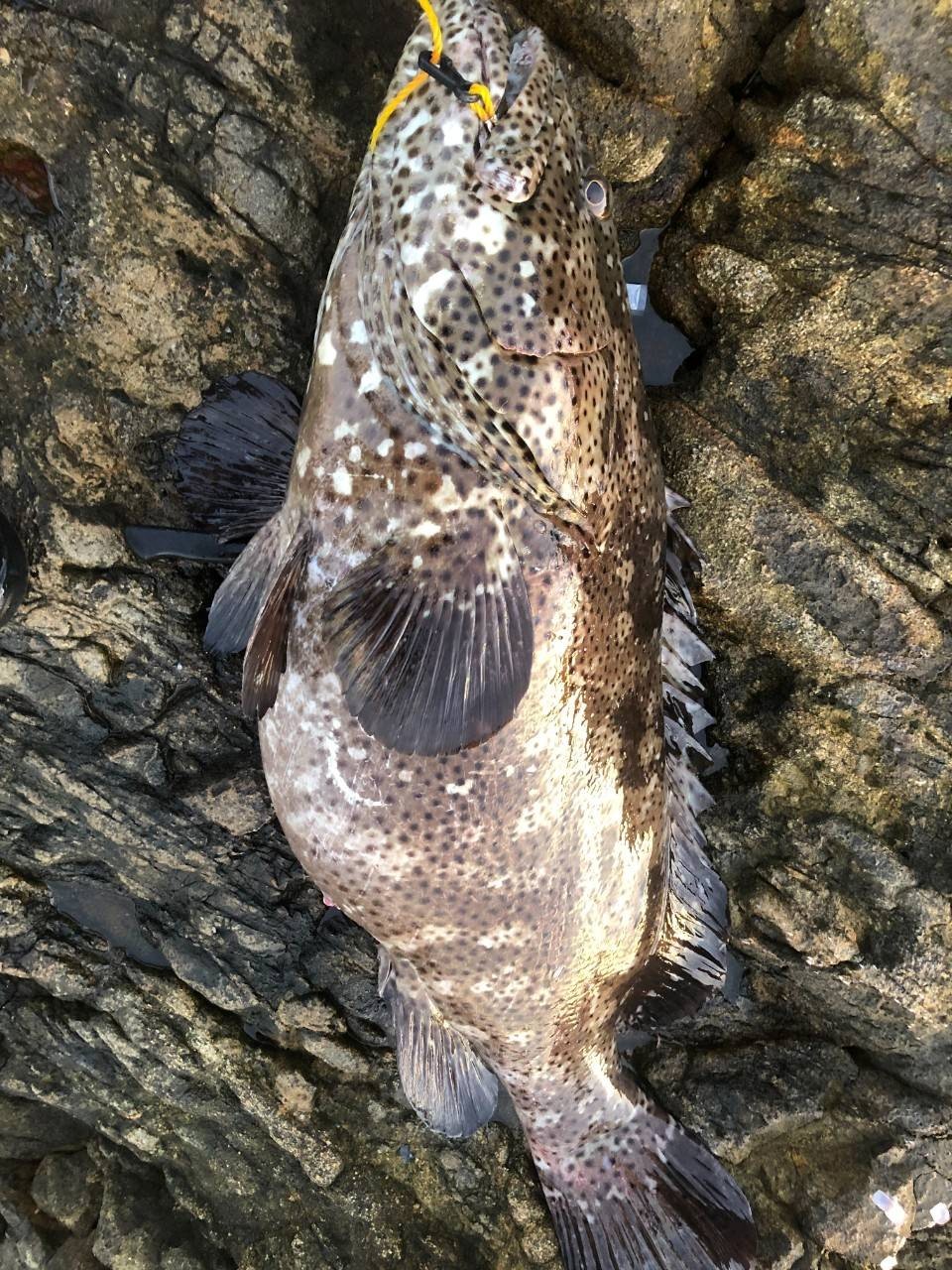 【クエ】料理長自ら釣り上げた黒潮の高級魚！足摺サニーサイドホテルならではの逸品です！