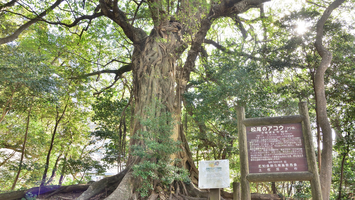 樹齢１００年以上の大木　松尾のアコウ