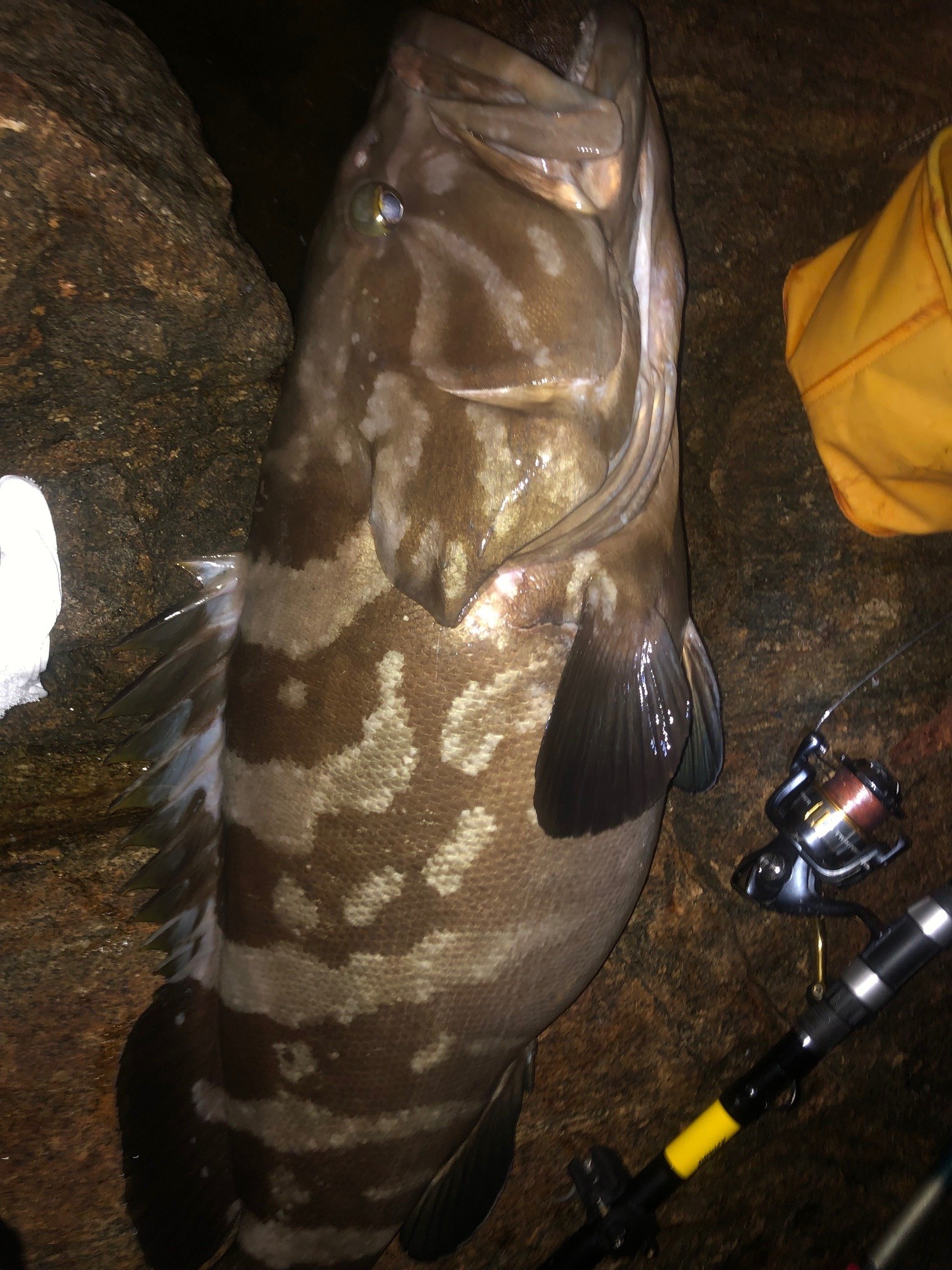 【クエ】料理長自ら釣り上げた黒潮の高級魚！足摺サニーサイドホテルならではの逸品です！