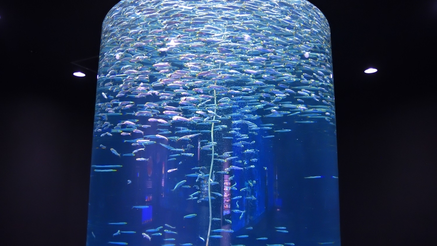 美しい光が反射するイワシの群れ　足摺海洋館SATOUMI