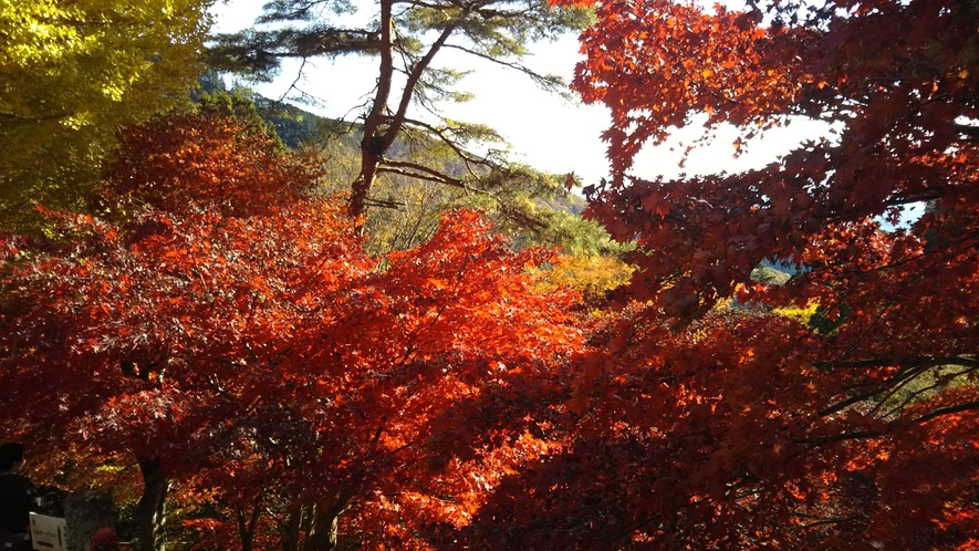 秋の深まりを感じる「大山寺紅葉 」