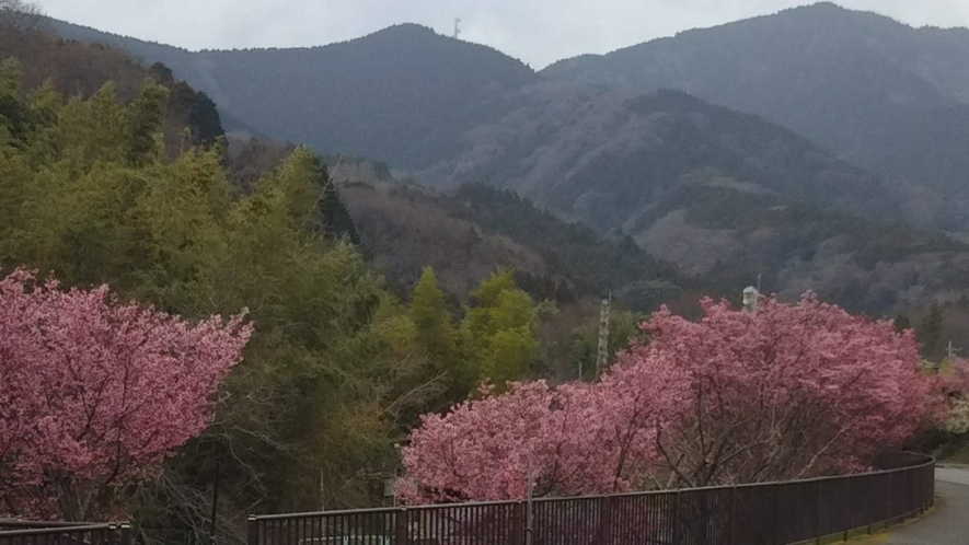 緑とピンクのコントラストが鮮やかな春の山間