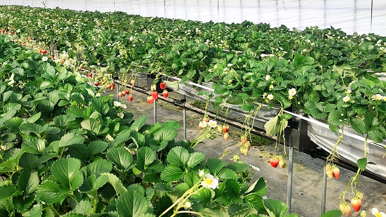 R　期間・数量限定！【日帰り】蟹食べ納め＆いちご狩り味くらべ≪源泉100％天然温泉入浴付≫