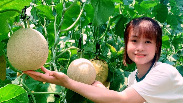 R【日帰り昼食】メロン食べ放題♪久美浜砂丘メロン狩り体験と【丹後創作御膳】源泉100％天然温泉入浴付