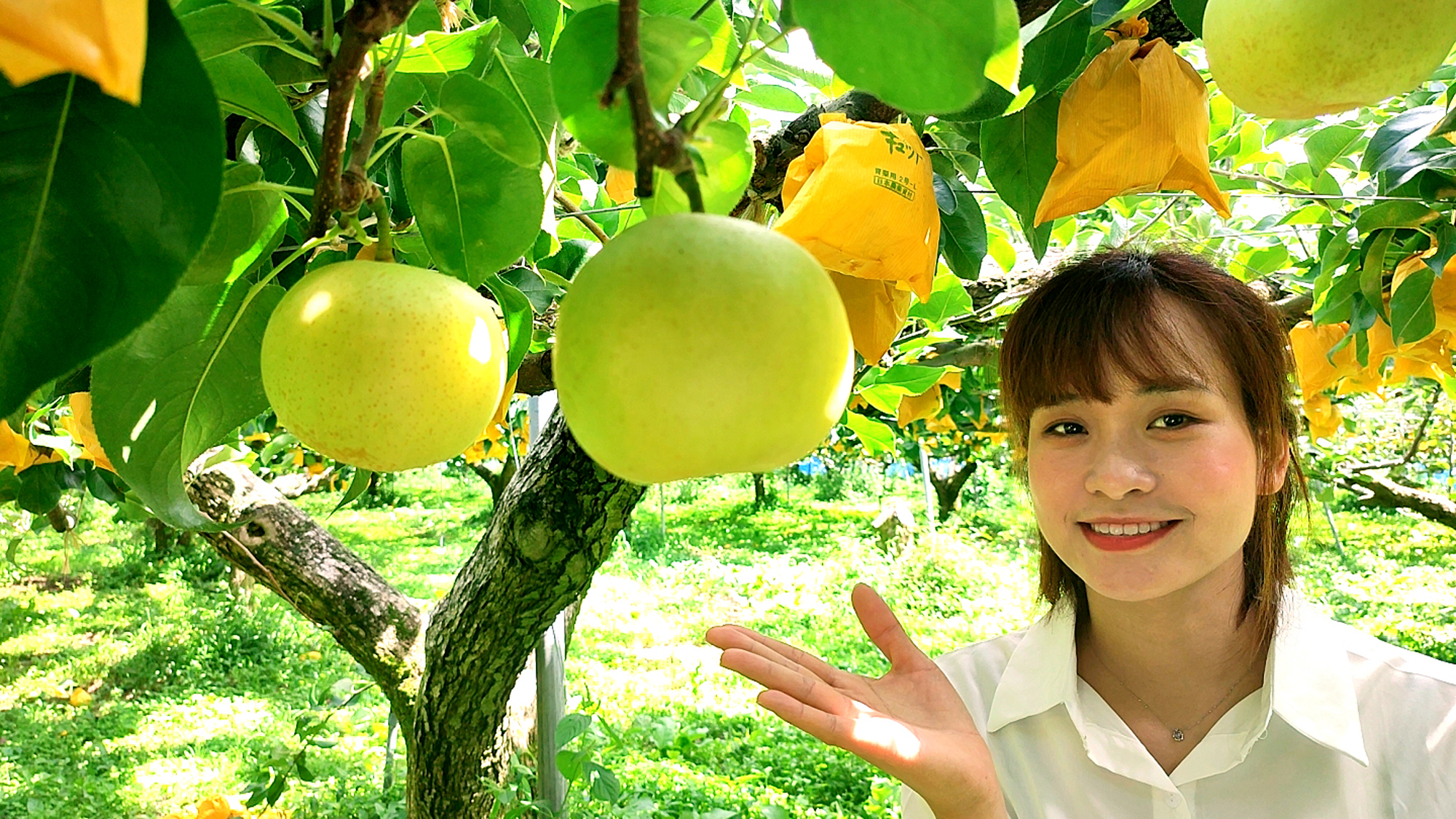 【梨狩り体験】季節限定で楽しめるフルーツ狩り体験が人気です。