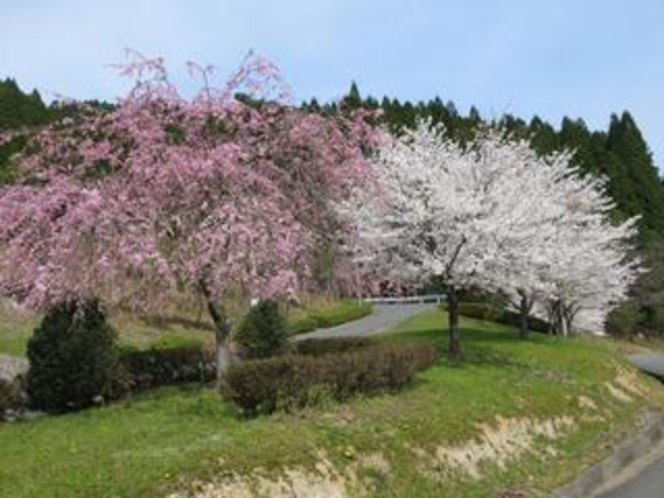 桜