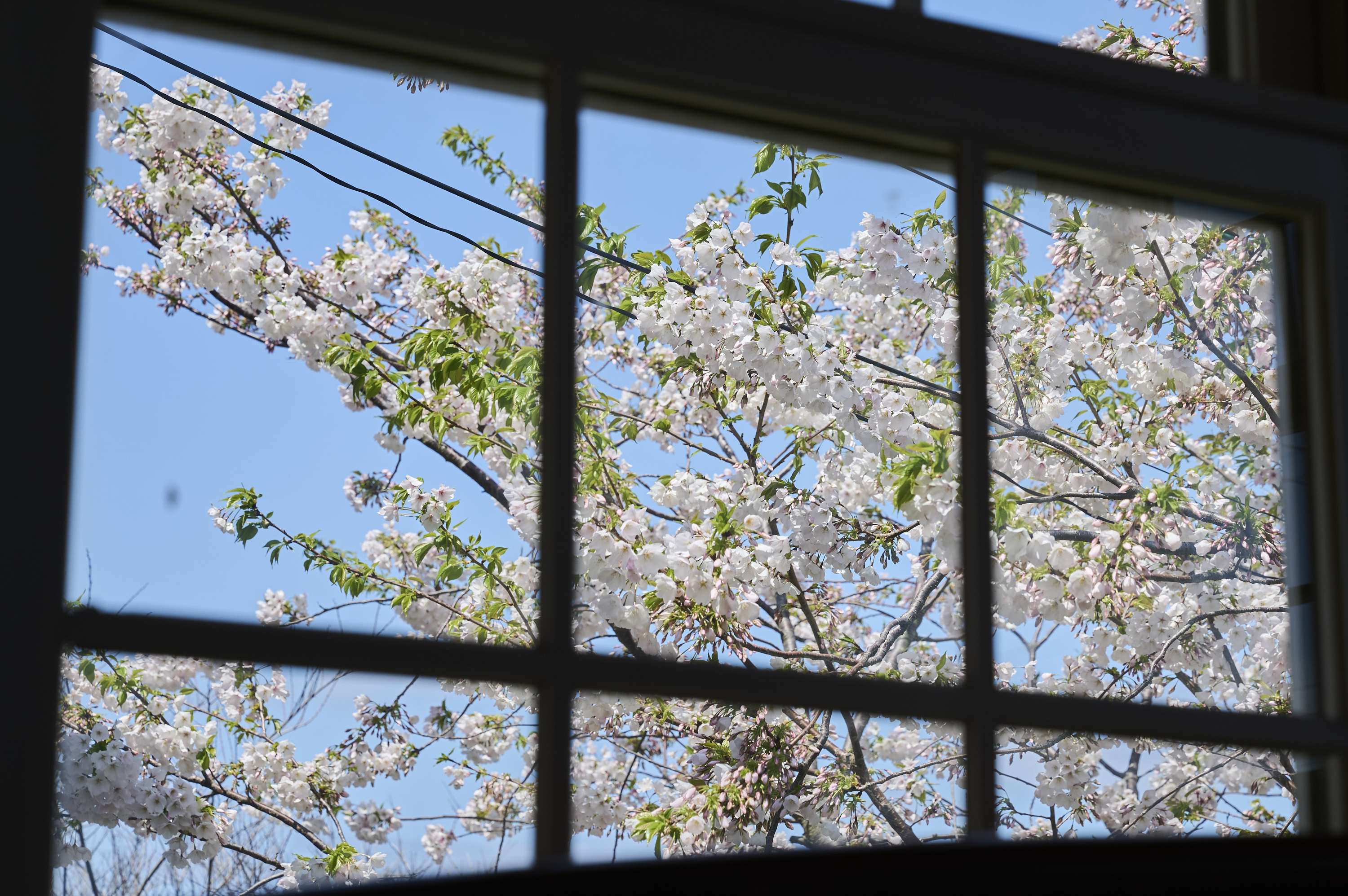 お部屋から満開の桜を見る