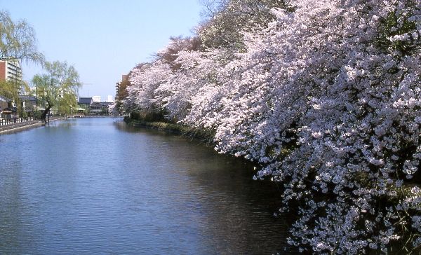 高岡古城公園の桜