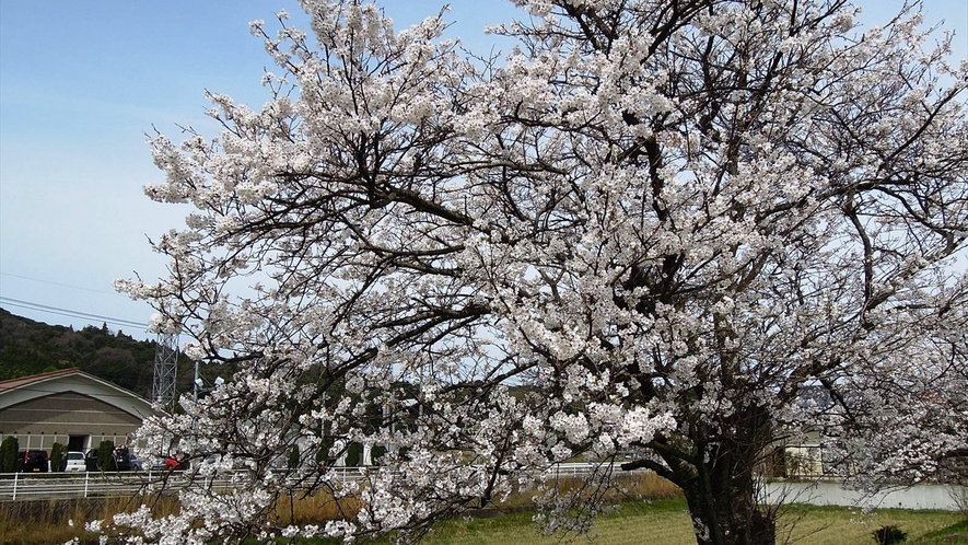 *春には桜が満開になります