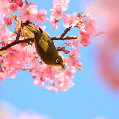 伊豆の河津桜