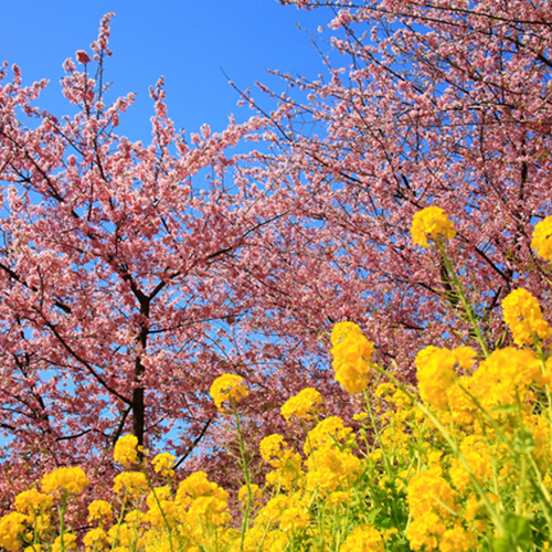 河津桜と菜の花