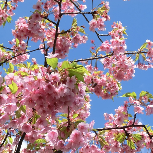 伊豆の河津桜